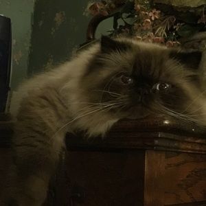 Meet your Posher, Wanda